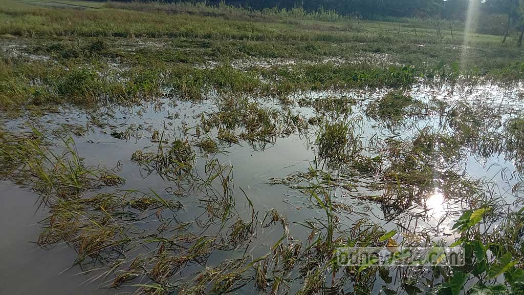ঘূর্ণিঝড়ে মানিকগঞ্জে ৭৩৭ হেক্টর ফসলের ক্ষতি: কৃষি বিভাগ