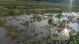 ঘূর্ণিঝড়ে মানিকগঞ্জে ৭৩৭ হেক্টর ফসলের ক্ষতি: কৃষি বিভাগ