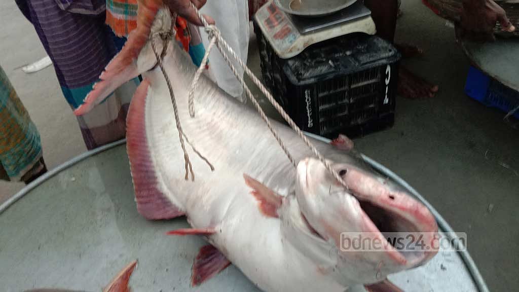 মানিকগঞ্জে পদ্মায় ১৪ কেজির পাঙাস