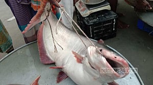 মানিকগঞ্জে পদ্মায় ১৪ কেজির পাঙাস
