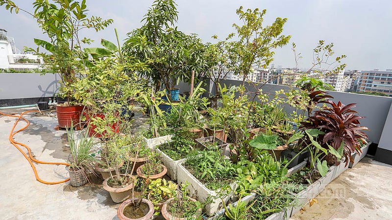 ঢাকার মিরপুর ডিওএইচএসের একটি বাড়ির ছাদে টব, ড্রাম, পট ব্যবহার করা হয়েছে গাছ লাগাতে।