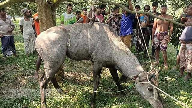 চাঁপাইনবাবগঞ্জে নীলগাই উদ্ধার