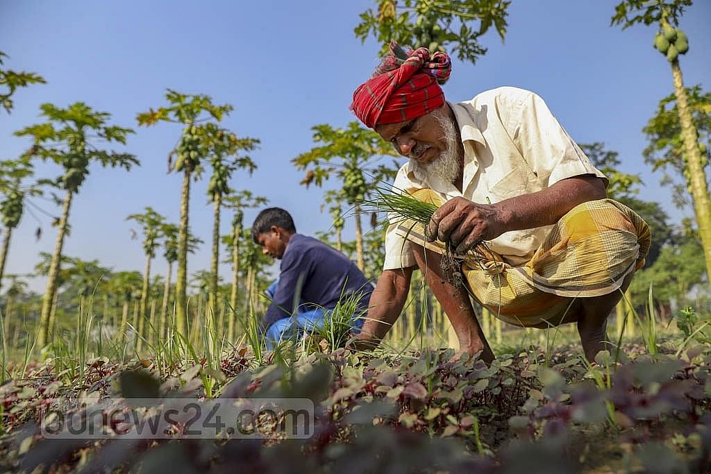৩৫ হাজার কোটি টাকা কৃষি ঋণ বিতরণের লক্ষ্য, মিলবে ছাদকৃষিতেও
