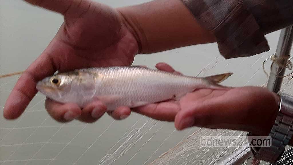 হালদায় ফের ‘পরিযায়ী’ ইলিশ