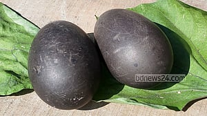 এবার কুড়িগ্রামে পাতিহাঁসের কালো ডিম নিয়ে মাতামাতি