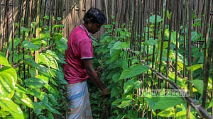 নাটোরের পান চাষ