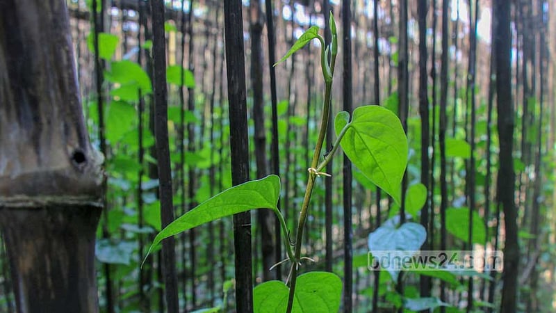 গুণগত মান ভালো হওয়ায় দেশের বিভিন্ন জায়গায় নাটোরের পানের চাহিদা বাড়ছে। ছবি: তারিকুল হাসান