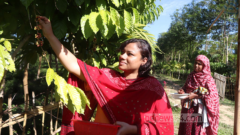 থোকা থোকা লাল বিন, মৌলভীবাজারে কফির স্বপ্ন