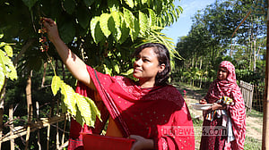 থোকা থোকা লাল বিন, মৌলভীবাজারে কফির স্বপ্ন