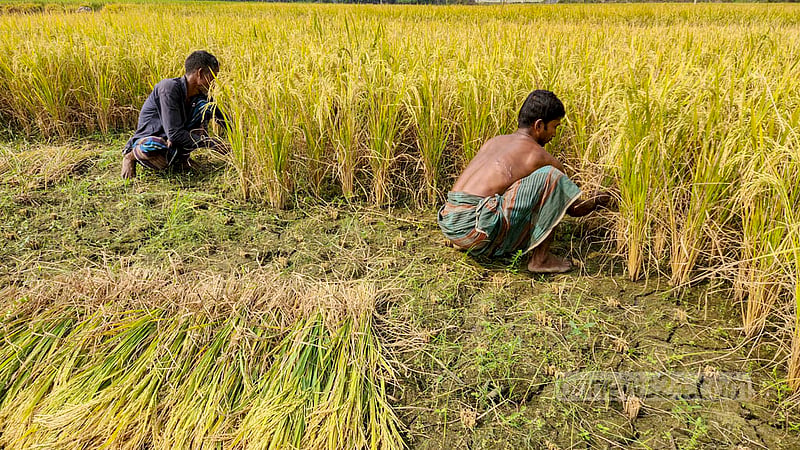 নাটোরের বড়াইগ্রামের রয়না চকপাড়া এলাকায় জমিতে ধান কাটছেন দুই কৃষক।