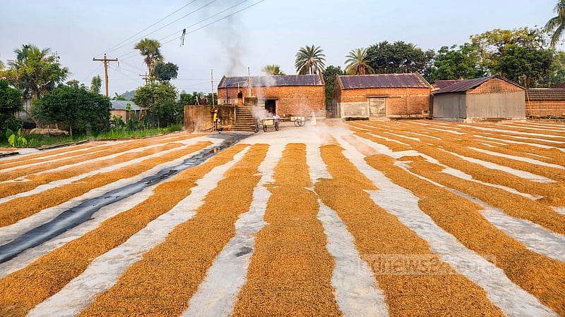 নাটোরের গুরুদাসপুরের একটি হাচকিং মিলের চাতালে শুকানোর জন্য রাখা সেদ্ধ ধান। ছবি: তারিকুল হাসান