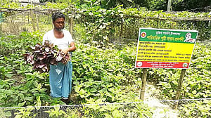 অনাবাদি জমি কত? যেভাবে আসবে চাষের আওতায়