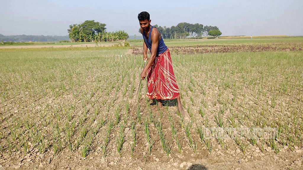 রাজবাড়ীতে মুড়িকাটা পেঁয়াজে লাভের আশা
