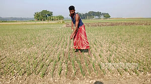 রাজবাড়ীতে মুড়িকাটা পেঁয়াজে লাভের আশা