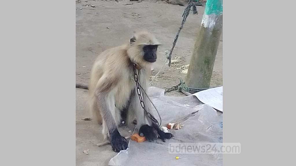 পঞ্চগড়ের সীমান্ত এলাকায় মুখপোড়া হনুমান‌ উদ্ধার