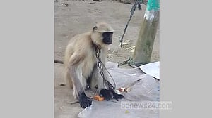 পঞ্চগড়ের সীমান্ত এলাকায় মুখপোড়া হনুমান‌ উদ্ধার