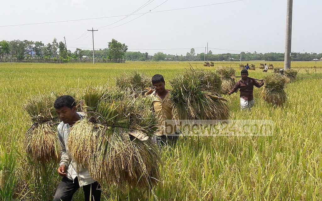 সংকট কাটাতে খাদ্য উৎপাদন বাড়ানোসহ ৬ নির্দেশনা