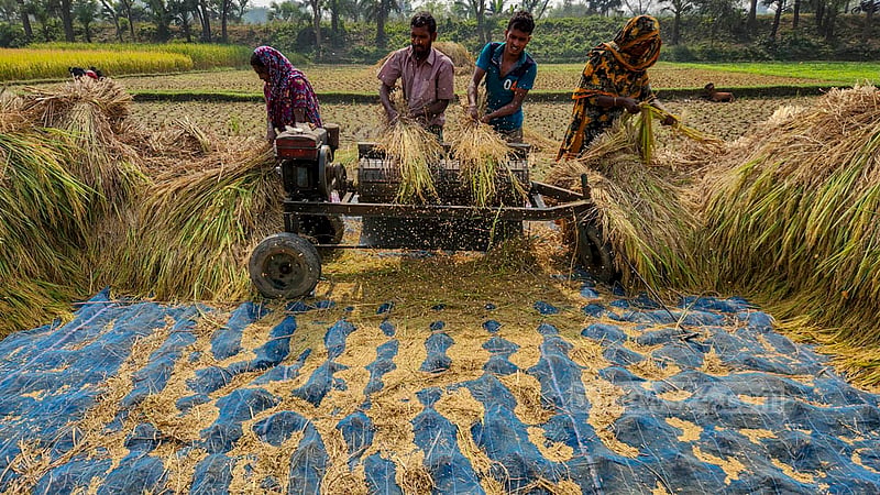 নাটোরের বড়াইগ্রামের রয়না চকপাড়া এলাকায় মেশিন দিয়ে মাড়াই করা হচ্ছে ধান।