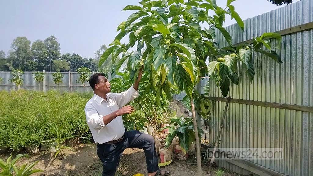 টাঙ্গাইলে বাণিজ্যিকভাবে চাষ হচ্ছে ‘ননী ফল’
