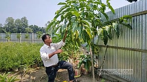 টাঙ্গাইলে বাণিজ্যিকভাবে চাষ হচ্ছে ‘ননী ফল’