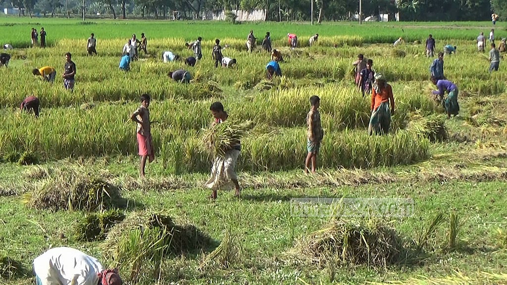 নেত্রকোণা থেকে ২৬ হাজার টন আমন কিনবে সরকার