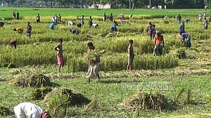 নেত্রকোণা থেকে ২৬ হাজার টন আমন কিনবে সরকার