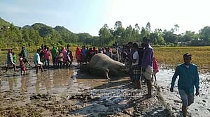 নেত্রকোণায় কাদায় আটকে হাতির মৃত্যু: থানায় জিডি