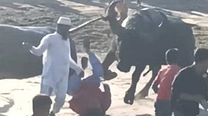 মহিষের লড়াই দেখতে গিয়ে আহত বদি