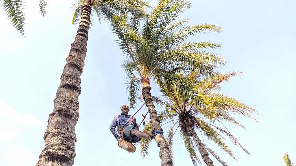 মানিকগঞ্জে ‘হাজারি গুড়ের’ জন্য রস সংগ্রহে ব্যস্ত গাছিরা