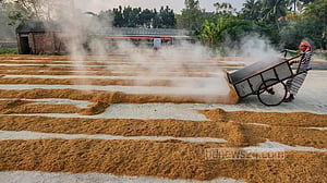 হাসকিং মিলে ধান শুকানোর ব্যস্ততা