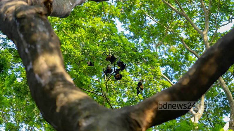 প্রাণিকুলে কেবল বাদুড়ই এমন স্তন্যপায়ী প্রাণী যে আকাশে উড়তে পারে। দিনের বেলায় উচু গাছের ডালে বিশ্রাম নিতে দেখা যায়, খাবার সংগ্রহে বের হয় রাতে।ছবি: মাহমুদ জামান অভি