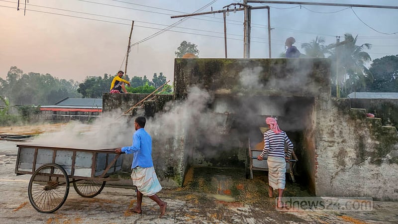 গুরুদাসপুরের একটি হাসকিং মিলে সেদ্ধ ধান ভ্যান গাড়িতে করে শুকানোর জন্য নিয়ে যাওয়া হচ্ছে। ছবি: তারিকুল হাসান