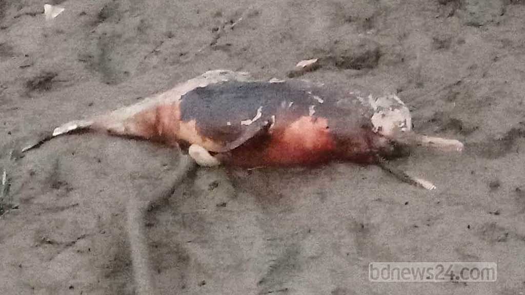 হালদায় মিলল মৃত ডলফিন