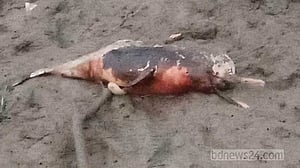 হালদায় মিলল মৃত ডলফিন