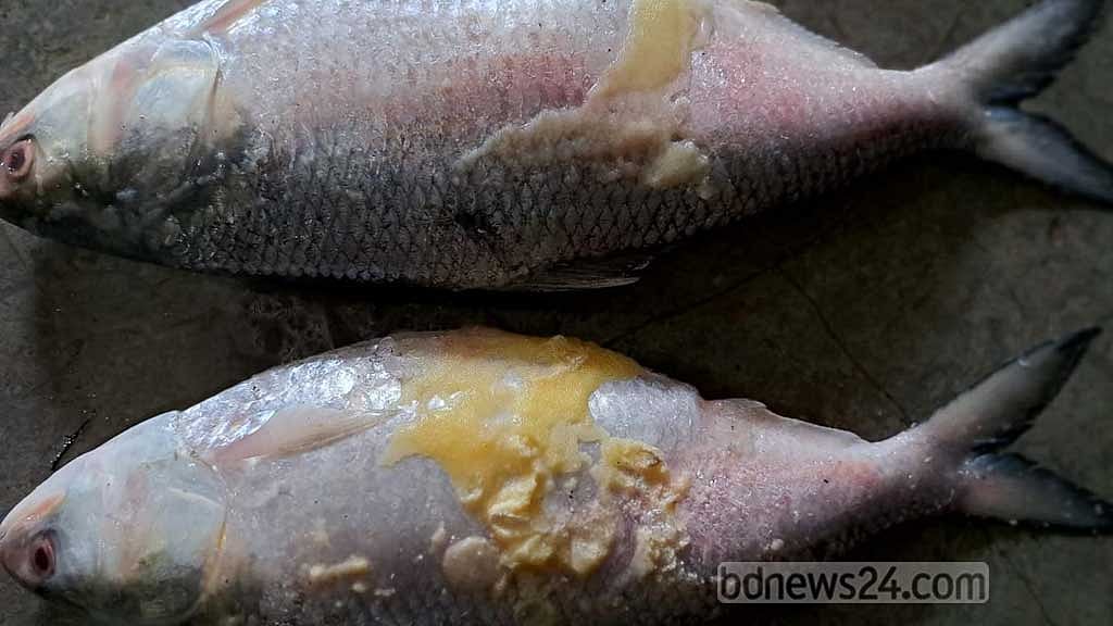 ‘রেকর্ড ৫২’ শতাংশ মা ইলিশ ডিম ছেড়েছে