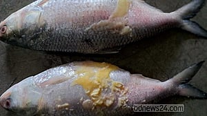 ‘রেকর্ড ৫২’ শতাংশ মা ইলিশ ডিম ছেড়েছে