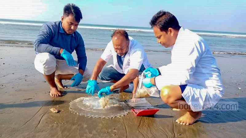 কক্সবাজার সমুদ্র সৈকতে শুক্রবার সকালে মৃত জেলিফিশ সংগহ করছেন বাংলাদেশ ওশানোগ্রাফিক রিসার্স ইনস্টিটিউটের সমুদ্র বিজ্ঞানীরা।