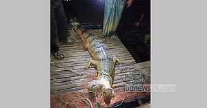 কুষ্টিয়ায় জেলেদের জালে ঘড়িয়াল