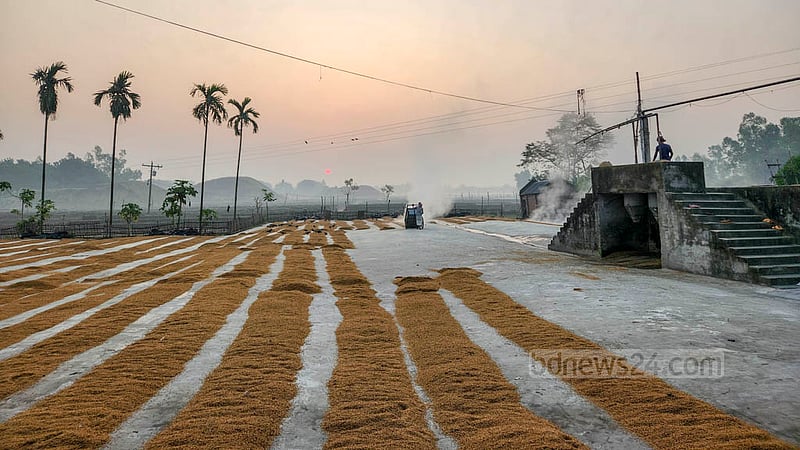 নাটোরের গুরুদাসপুরের সাহাপুর এলাকায় হাসকিং মিলের চাতালে প্রতিদিন ভোর থেকে চাল উৎপাদনের কাজ শুরু হয়। ছবি: তারিকুল হাসান