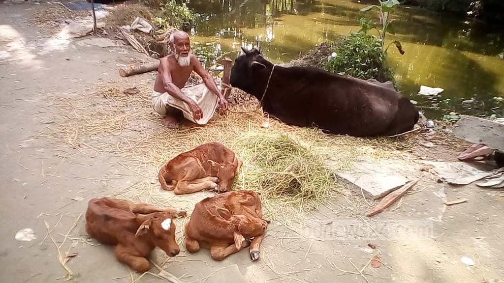 বরিশালে এক গাভীর তিন বাচ্চা প্রসব