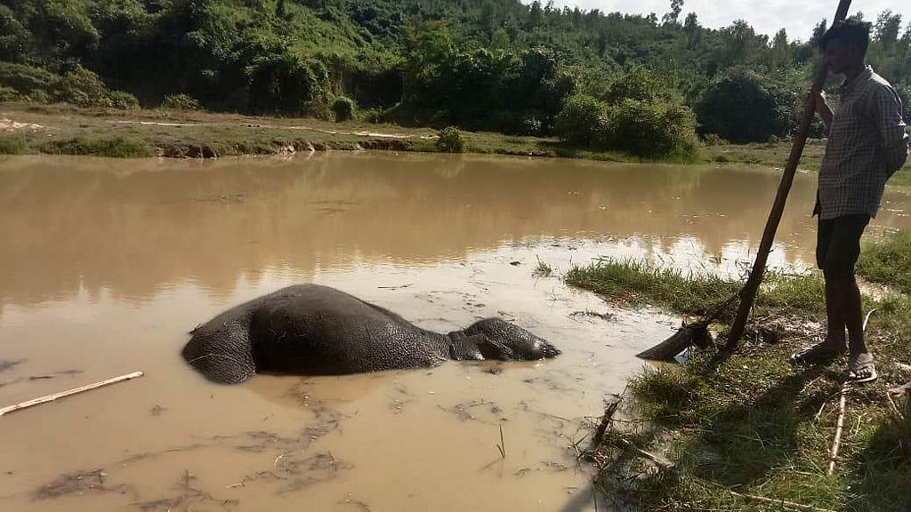 লোহাগাড়ার পাহাড়ি এলাকায় হাতি শাবকের মৃতদেহ