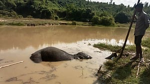 লোহাগাড়ার পাহাড়ি এলাকায় হাতি শাবকের মৃতদেহ