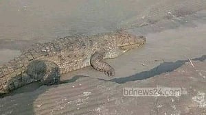 চরে উঠে এলো কুমির