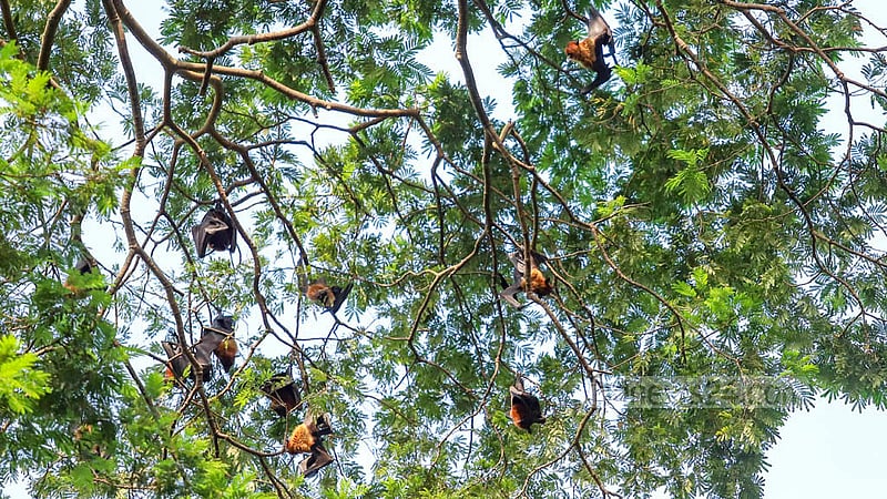 ঢাকার রমনা পার্কের একটি কড়ই গাছের চূড়ায় বসে আছে কয়েকটি বাদুড়।