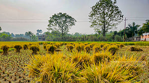 ধান উঠছে গোলায়
