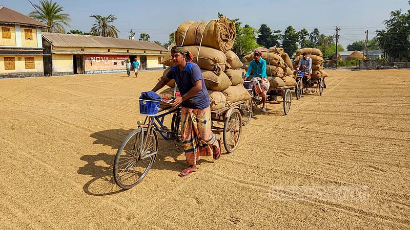 বস্তাবন্দি শুকনো সেদ্ধ ধান ভ্যান গাড়িতে করে নিয়ে যাওয়া হচ্ছে ভাঙানোর জন্য। ছবি: তারিকুল হাসান