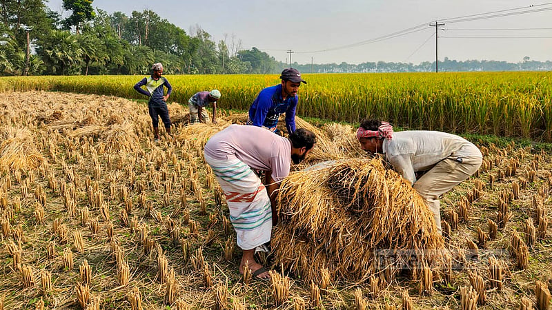 নাটোরের গুরুদাসপুরের সিধুলী বাজার এলাকায় সাত বিঘা জমিতে আমন ধান লাগান কৃষক এলাহী দুলাল। সেই ধান পেকে যাওয়ায় এখন চলছে কাটা ও মাড়াইয়ের ব্যস্ততা।ছবি: তারিকুল হাসান