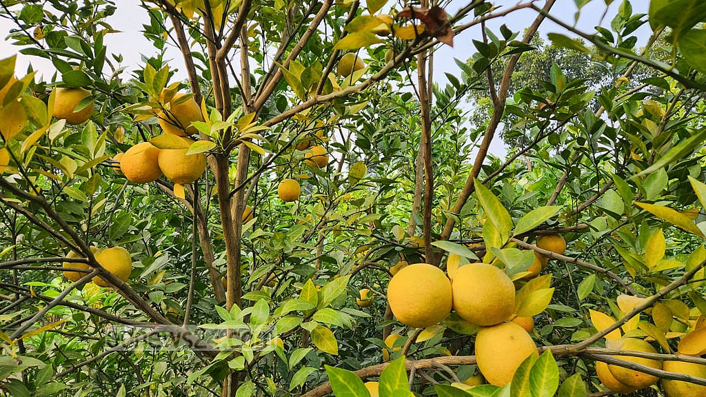 আজিজুরের বাগানে গেলেই কমলা ‘ফ্রি'