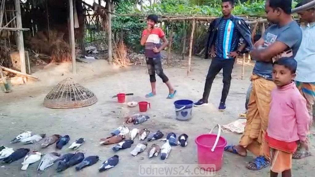 নাটোরে ‘বিষ মেশানো’ গম খেয়ে মারা গেলো ৩৫ কবুতর