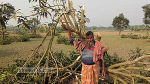 রাজশাহীতে চার শতাধিক আম গাছ কেটে দিল দুর্বৃত্তরা